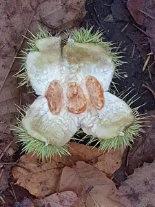 Annelies 01 Drieling met stekeltjes